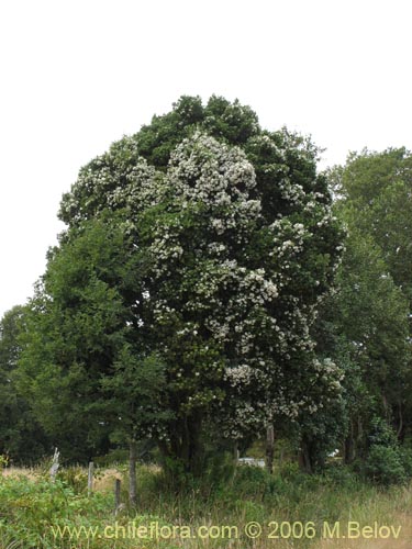 Image of Eucryphia cordifolia (Ulmo). Click to enlarge parts of image.